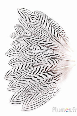 Silberfasan - 13-17 cm - weiß-schwarz-natur